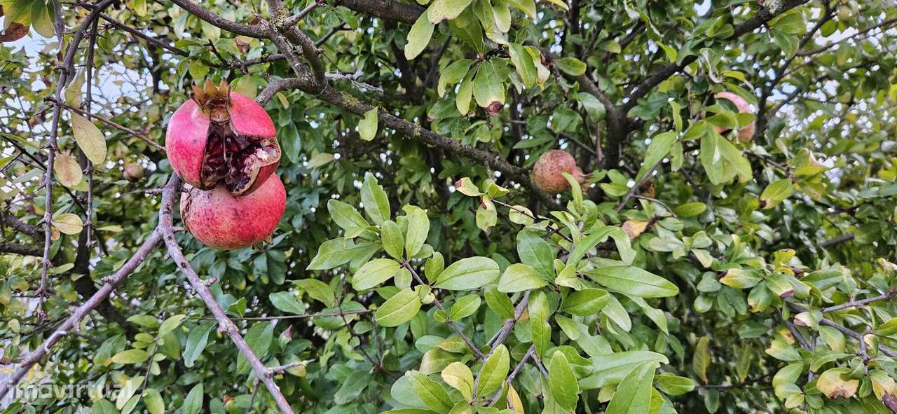 Moradia Térrea / Quintinha em Foros de Salvaterra-42