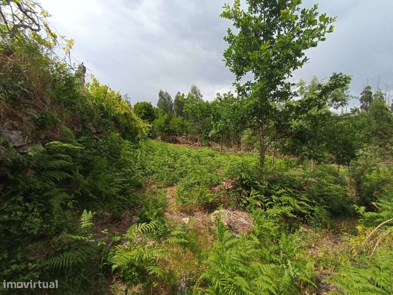 Quinta – Vouzela - Grande imagem: 4/41