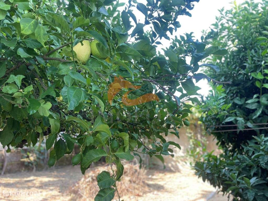 Moradia Independente em Vila Pouca da Beira, Oliveira do Hospital-14