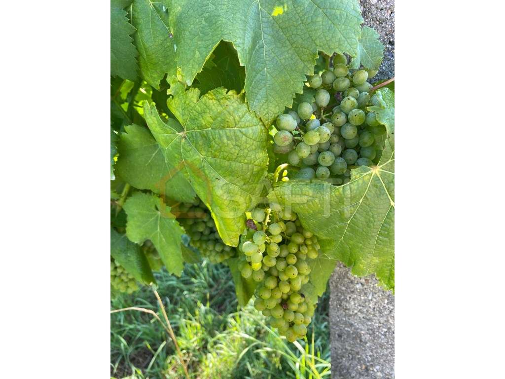 Quinta T5 com Vistas Deslumbrantes - Grande imagem: 5/33