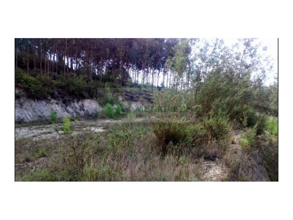 TERRENO RÚSTICO DE 4.000 m2 COM 900 m2 DE ÁREA DE CONSTRUÇÃO EM CEDRIM - Grande imagem: 5/7