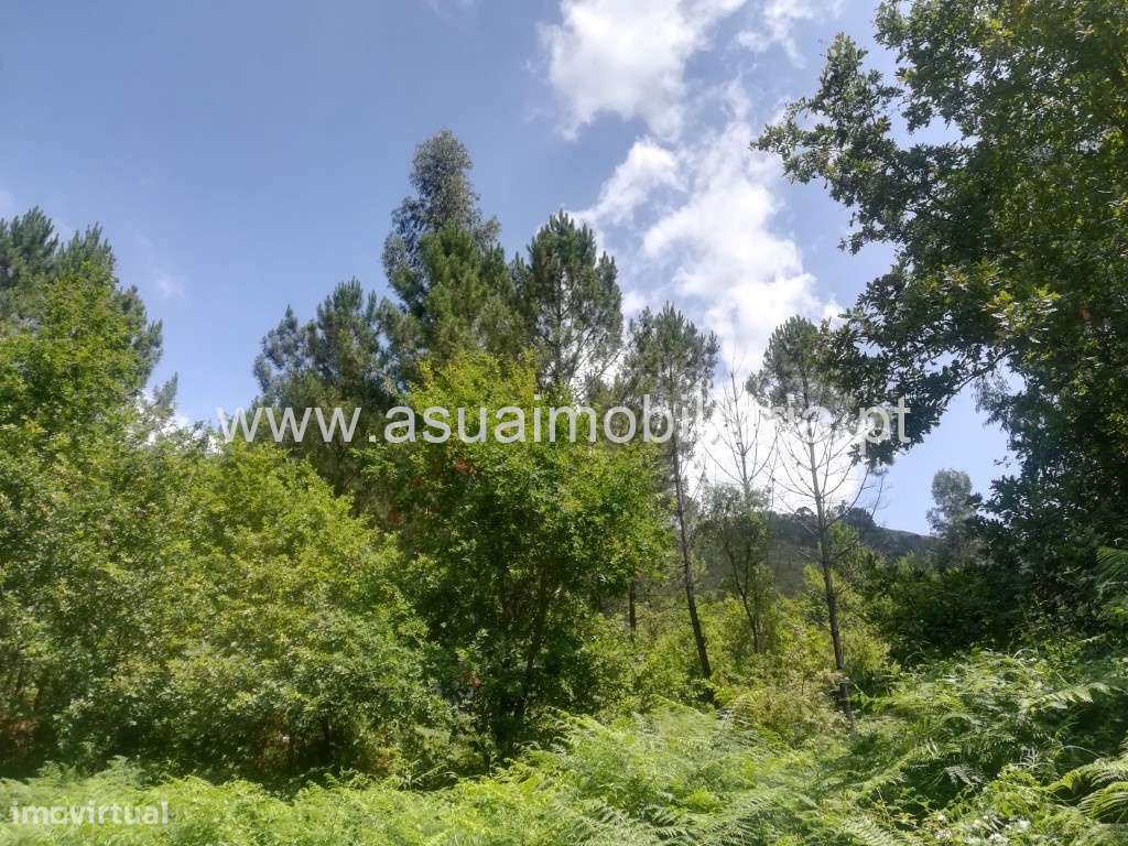 Terreno/Bouça - Caldelas - Grande imagem: 4/7