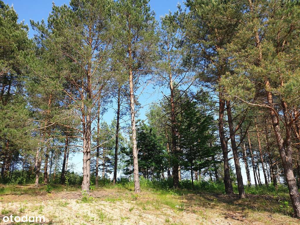 Działki w lesie z prawem zabudowy i uzbrojeniem 32km od Białegostoku - Pełny obrazek: 5/9