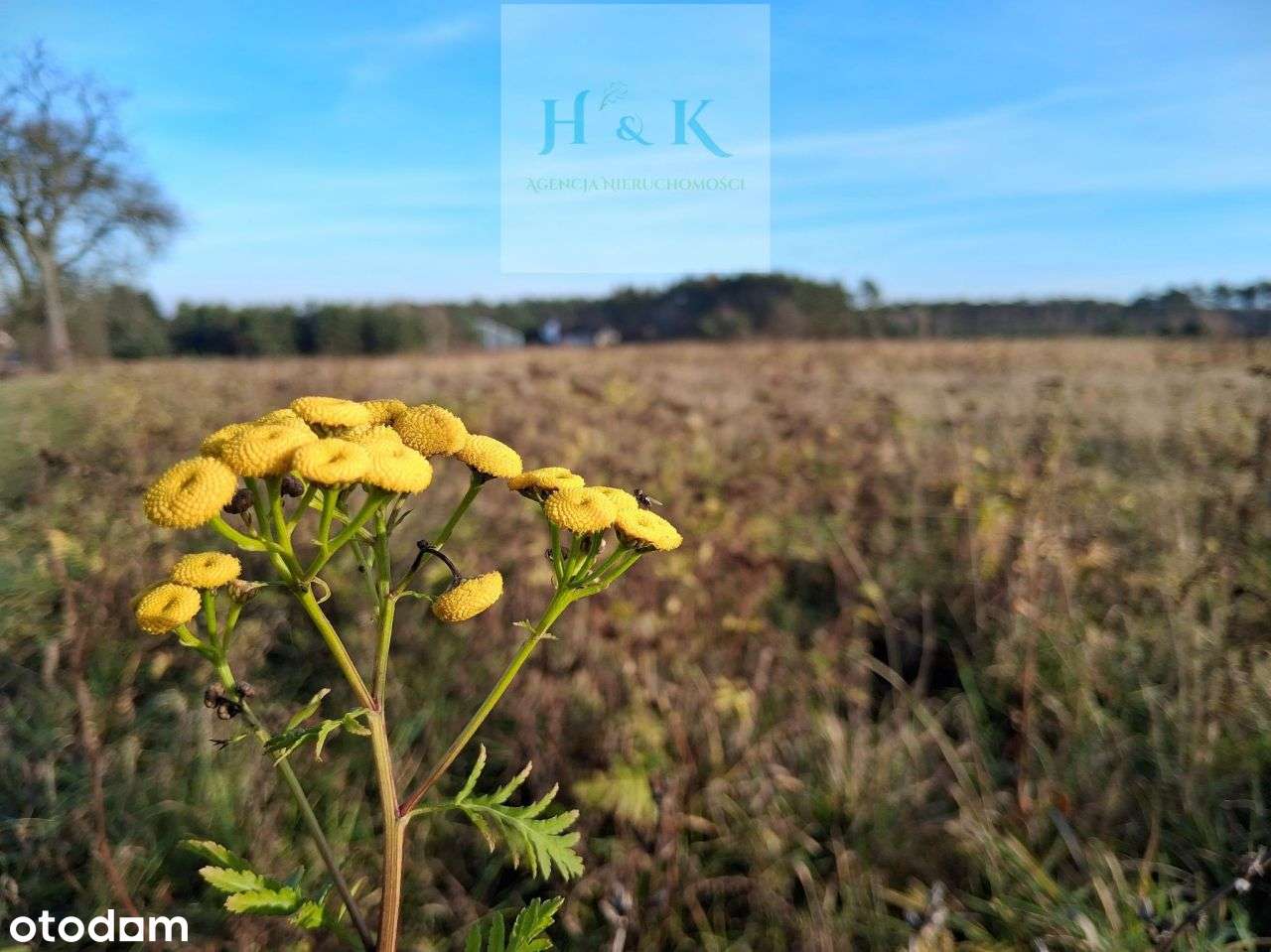Duża działka budowlana w okolicy Konstancina-Jezio-12