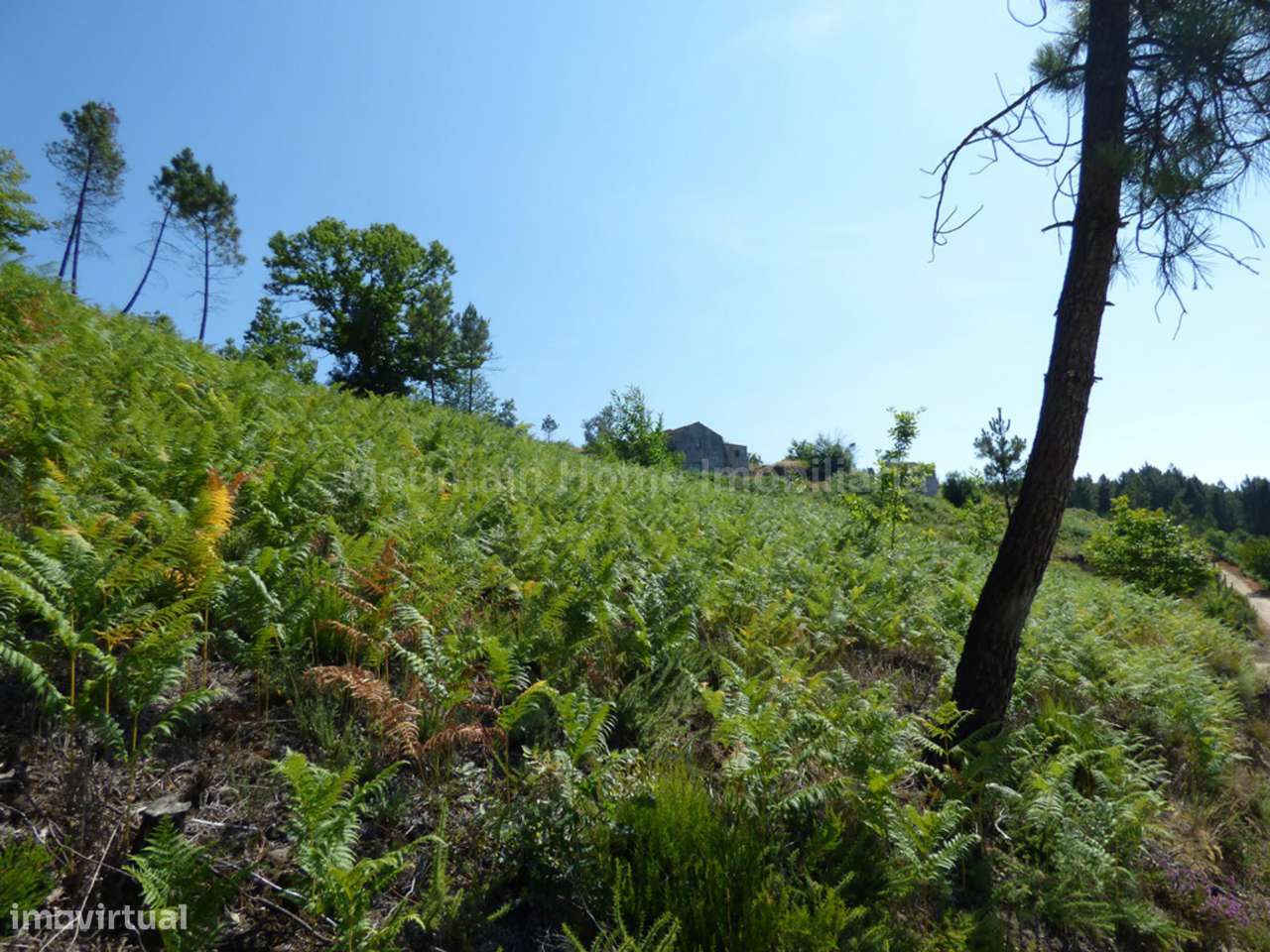 Quintinha  Venda em São Gião,Oliveira do Hospital - Grande imagem: 4/16