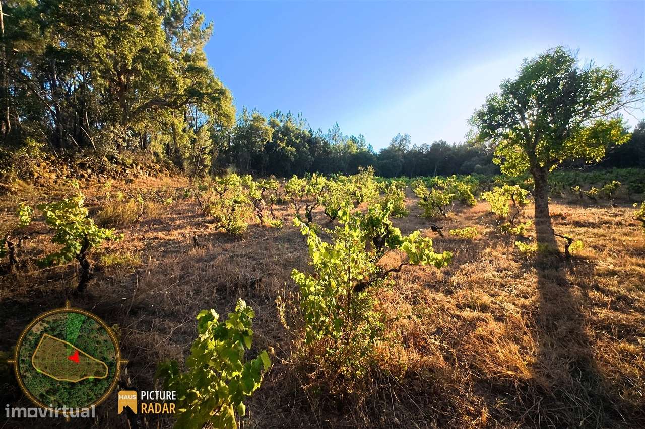 Terreno com Vinha e Poço em Granito | Salgueiro do Campo-14