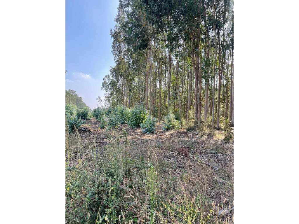 Terreno - Águeda - Grande imagem: 4/5