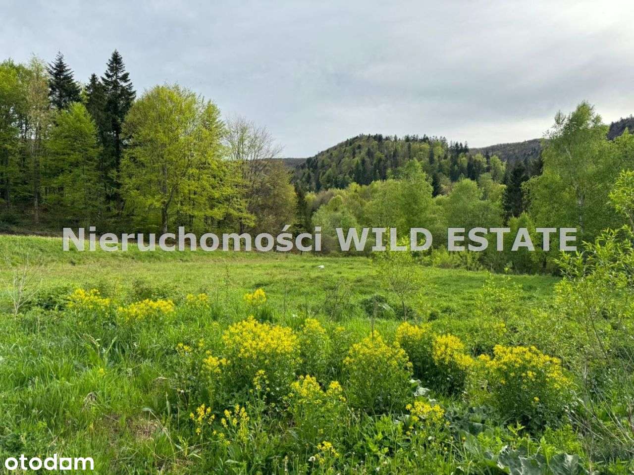 Działka, 5 049 m², Cisna - Pełny obrazek: 5/9