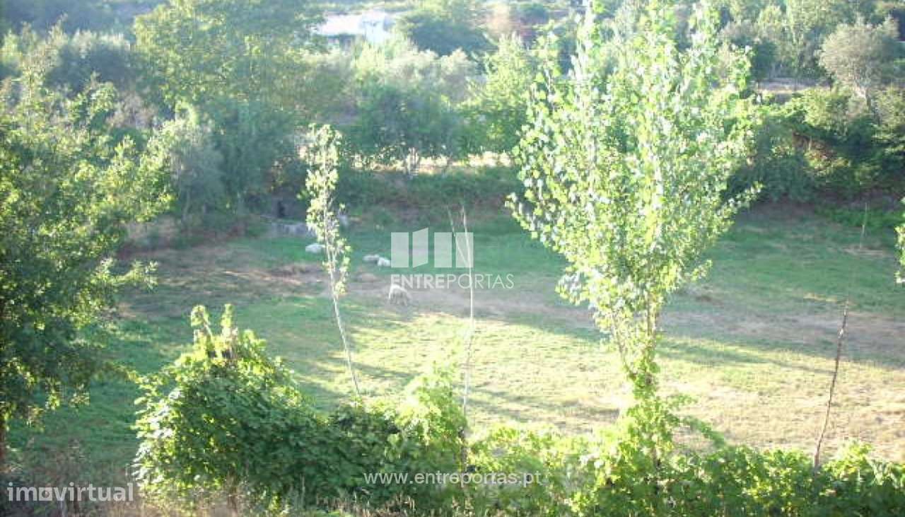 Venda Terreno, Cinfães - Grande imagem: 4/19