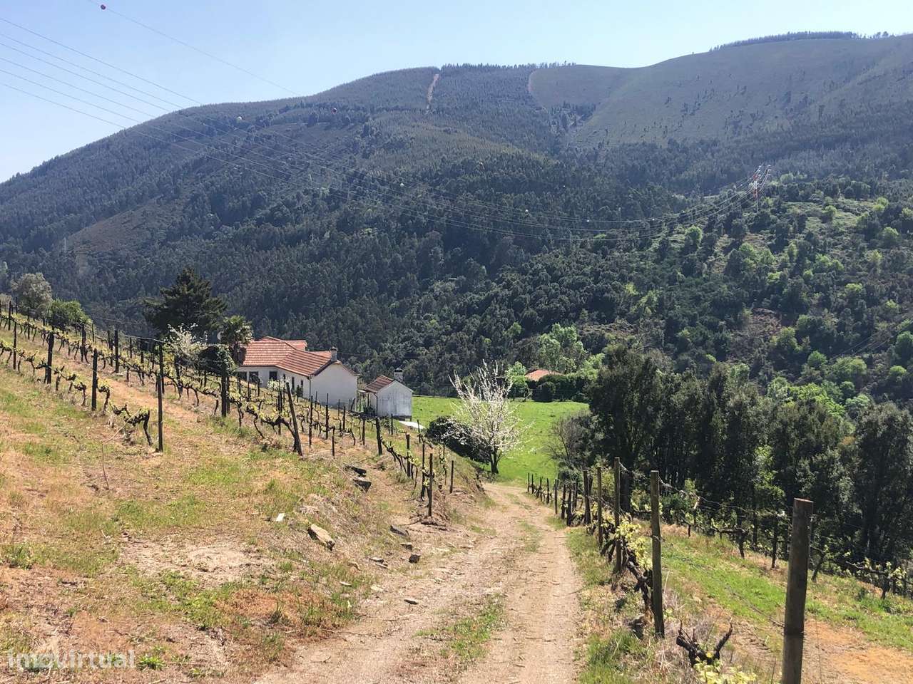 Quinta espetacular na região do vinho verde em plena produção-27