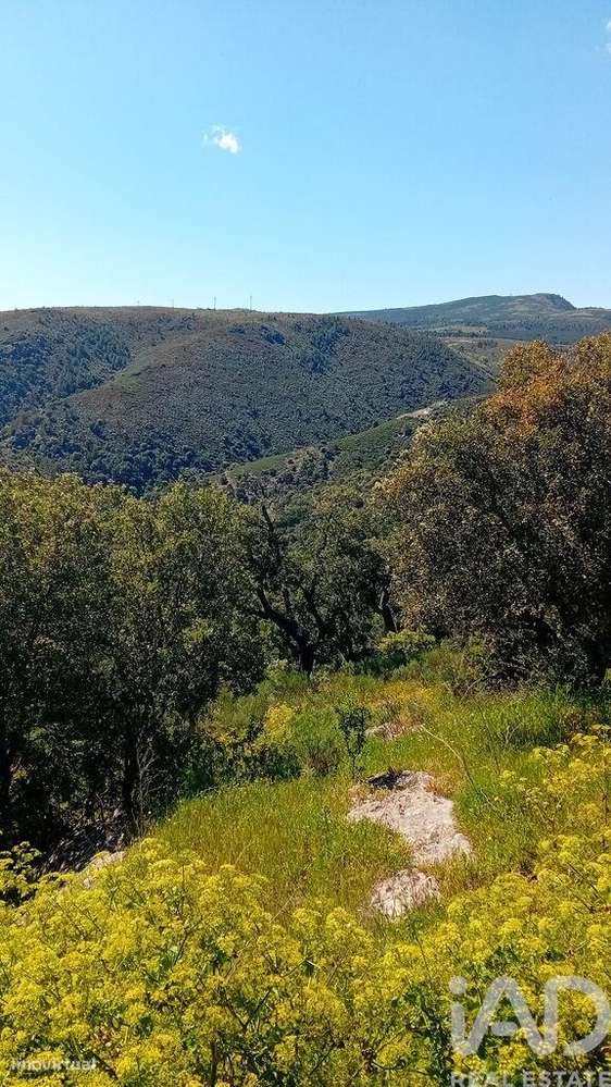Terreno Agrícola em Mós - Grande imagem: 4/7