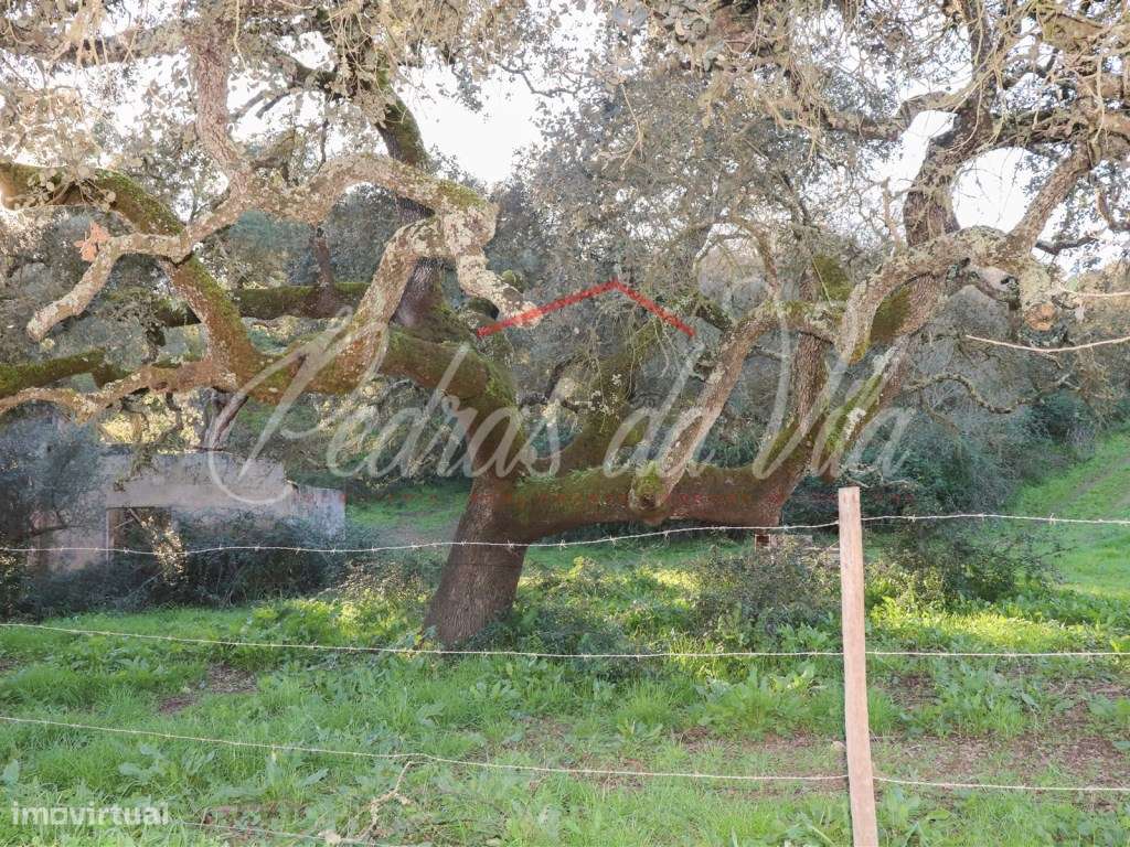 Monte Alentejano de 36ha com 3 ruinas - Pego das Pias - Odemira-6