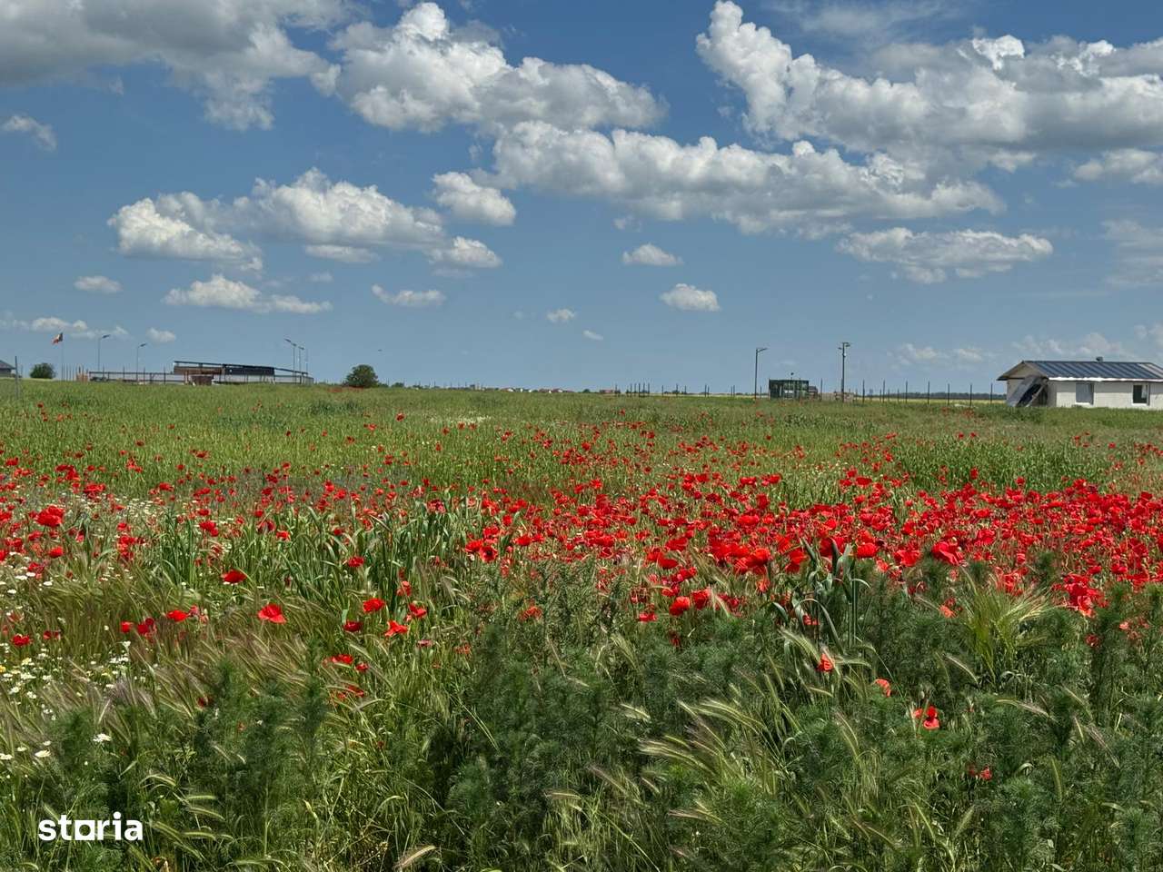 Vanzare Teren construibil Balaceanca 5000mp - Imagine principală: 2/12