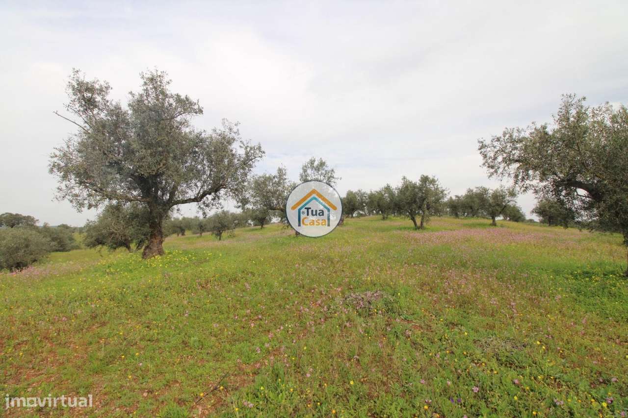 Terreno de 9.750m2 (1 ha) com Olival e possibilidade de colocar Bungal - Grande imagem: 4/22