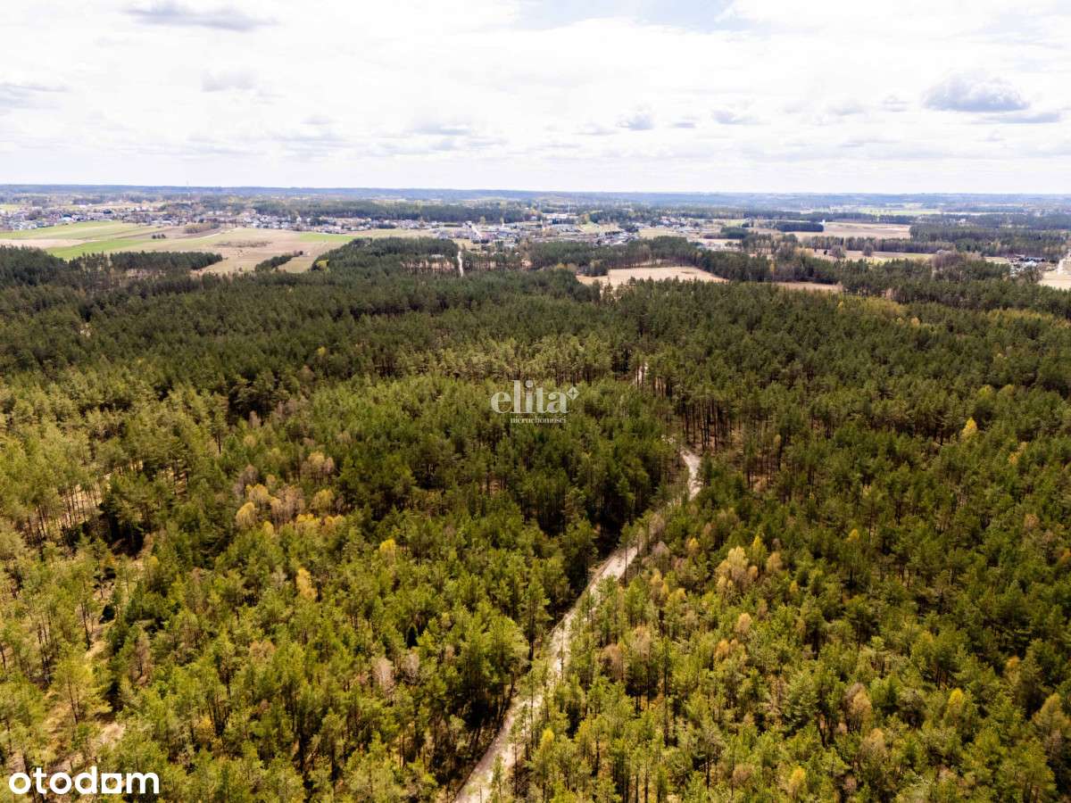 Las na sprzedaż 3,5 ha - gmina Linia