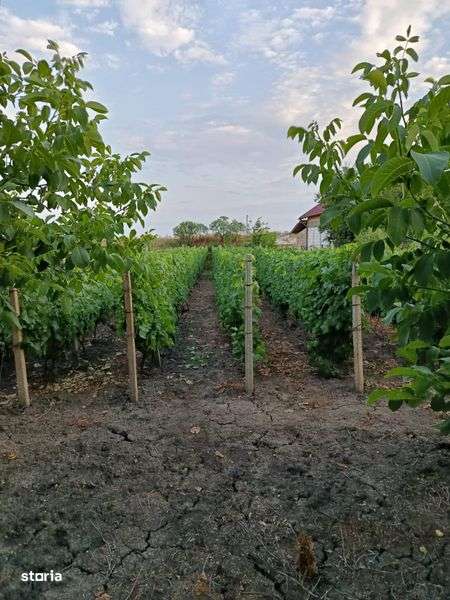 Teren intravilan Gura Vadului - 1315 mp - Imagine principală: 4/5