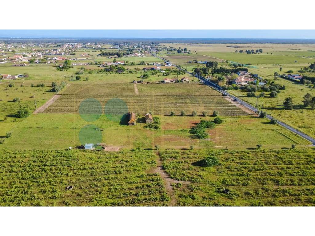 Quintinha com 6.688m ² e ruína para reconstrução | Arraiados, Pinha...-14