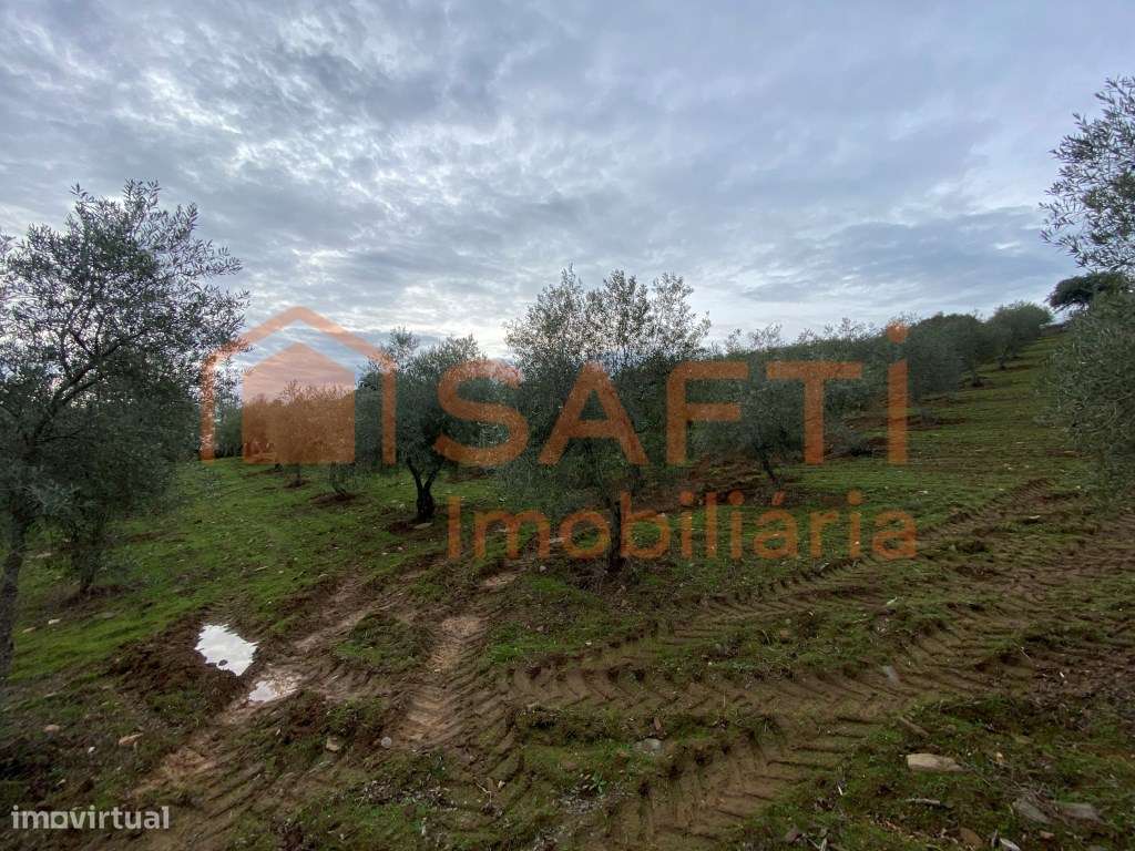 Olival de Excelência com 2,2 Hectares em Macedo de Cavaleiros - Pro...-12