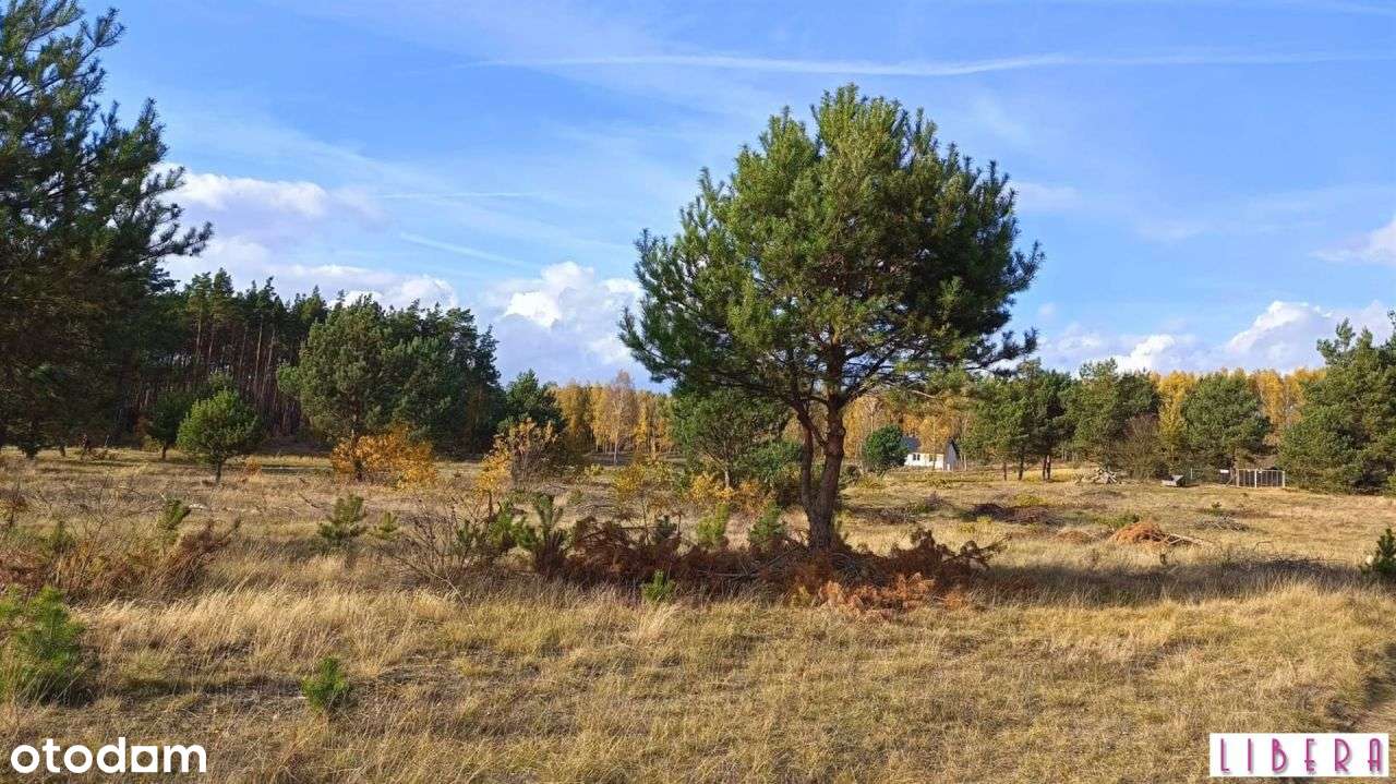 Tylko u nas! Działka, Godzimierz-11