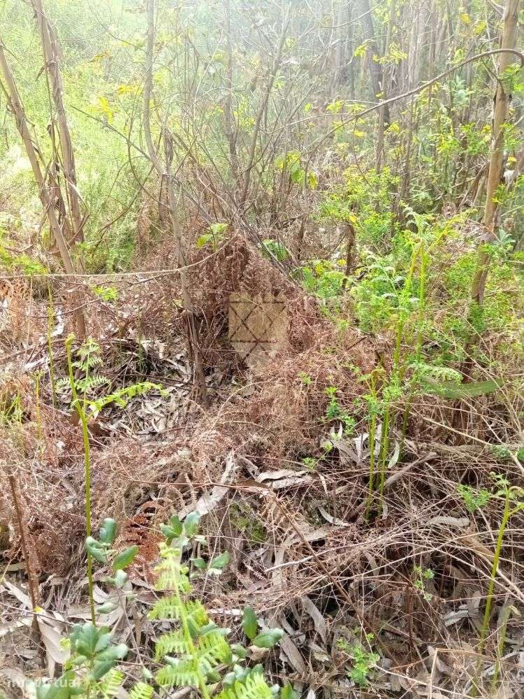 Terreno Rústico com 1.200 m² - Grande imagem: 5/7