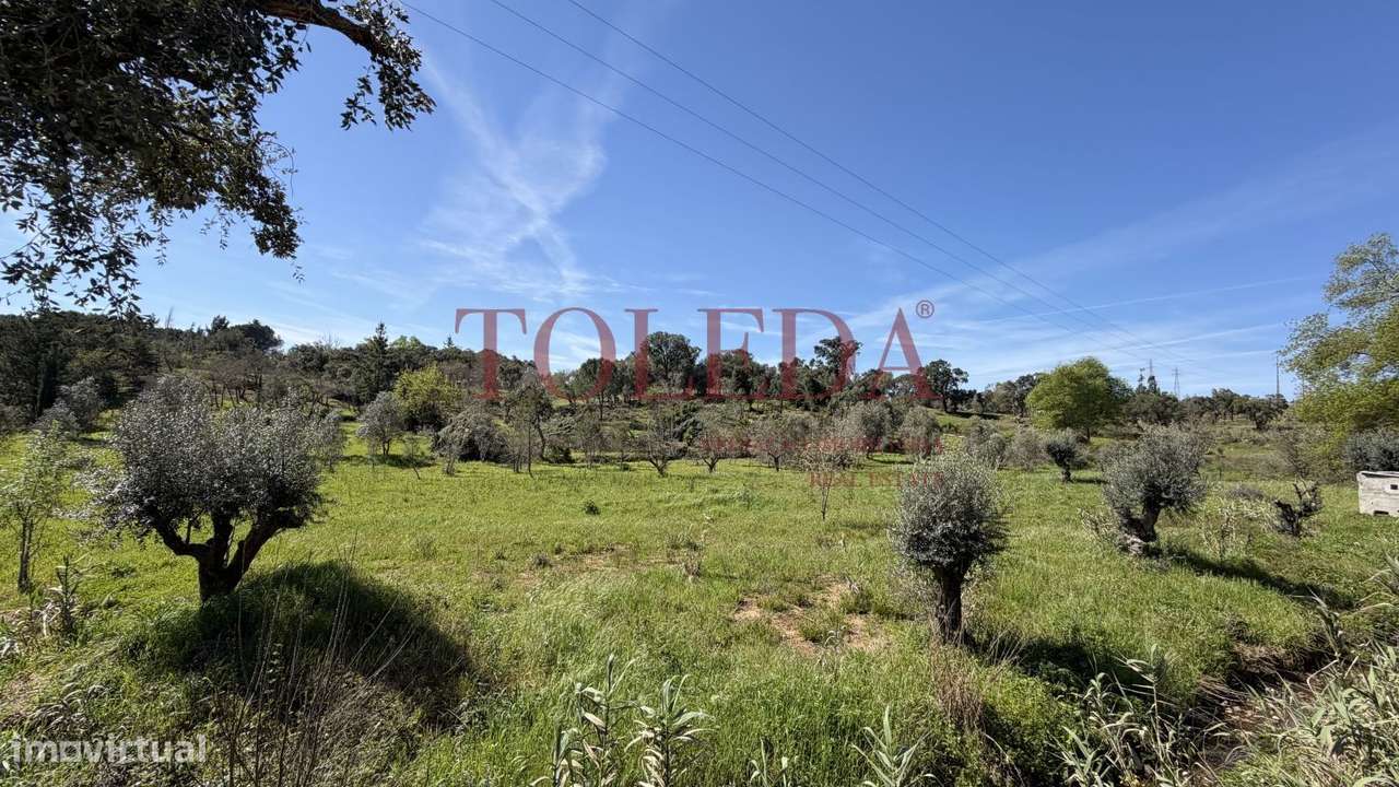 Quintinha em Tomar com 2 casas-49