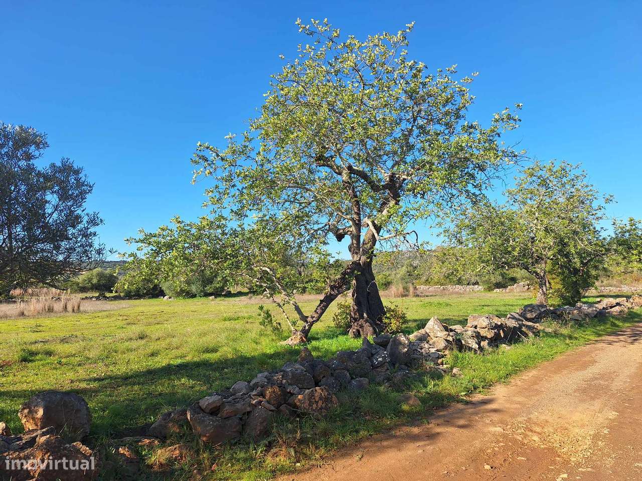 Terreno Rústico no Sítio do Laranjeiro de Santa Catarina da Fonte d...-15