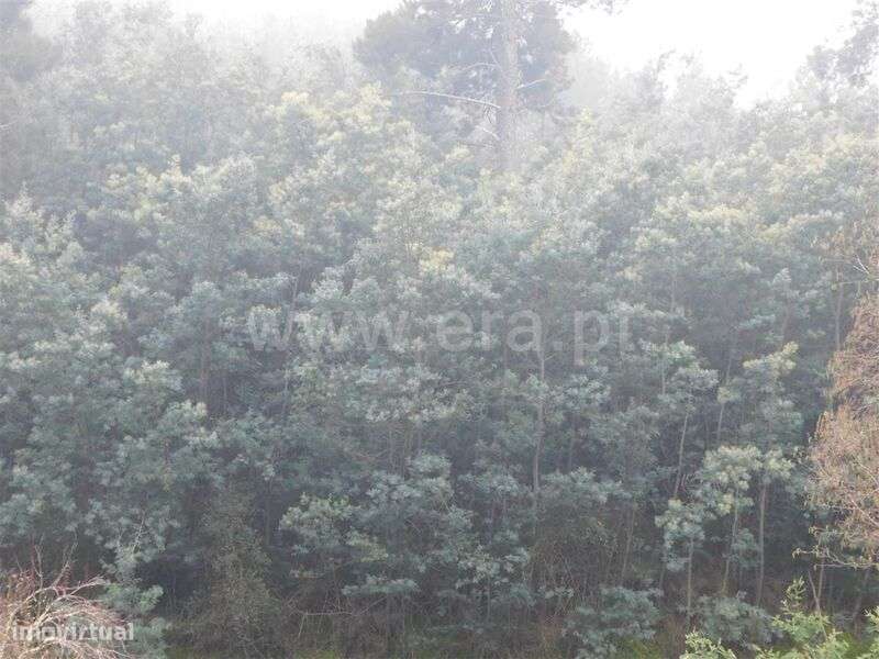 Terreno Rústico / Fundão, Souto da Casa - Grande imagem: 5/5