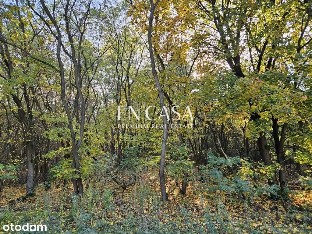 Książenice 6500 m² możliwy podział, jedyna taka - Pełny obrazek: 5/18