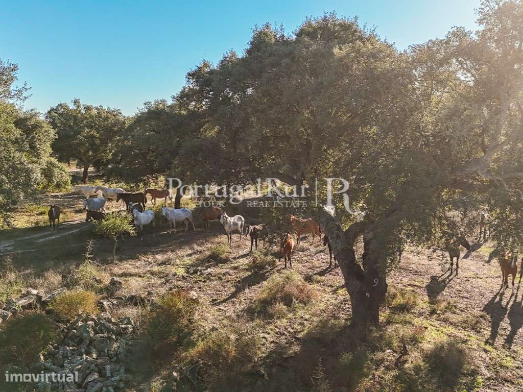 Herdade de 60 hectares para criação bovina e equina perto de Lisboa-37
