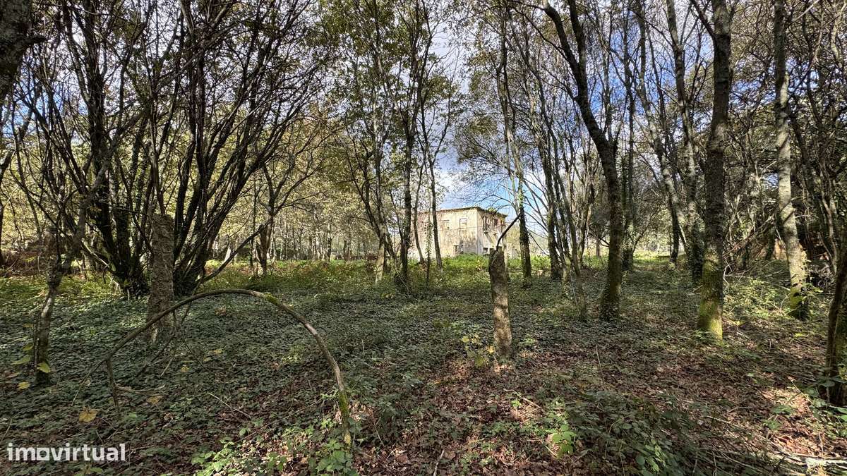 Ruína  9700m2 - vedada em pedra - Vila Cova-6