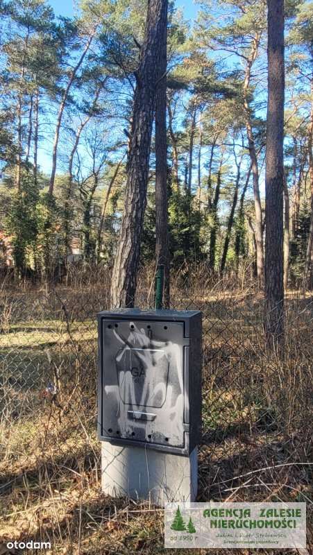 ZALESIE GÓRNE -  DZIAŁKA  Z  DORODNYM  STARODRZEWE-8