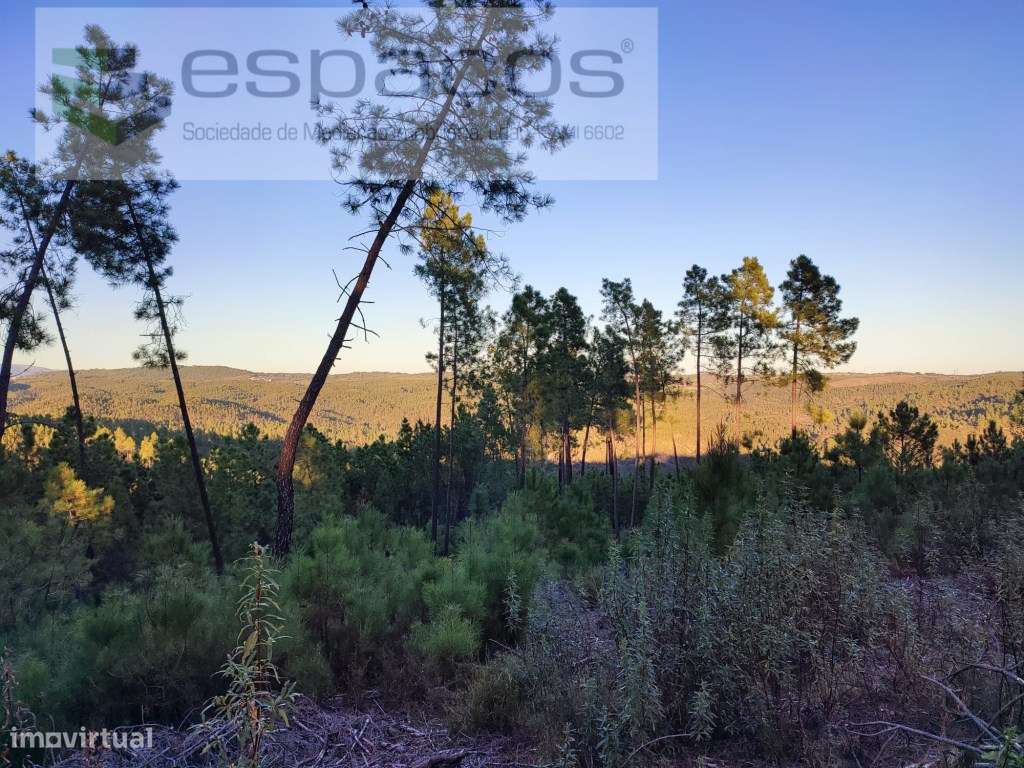 Terrenos de aptidão florestal - Grande imagem: 2/8