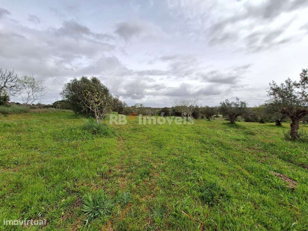 Terreno Rústico - Vila Nova de Paialvo, Tomar - Grande imagem: 5/9