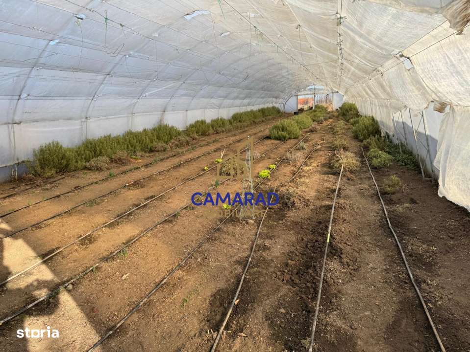 Teren intravilan vanzare - 2.750 mp – Darvari/Tamadalu Mare (judetul-5