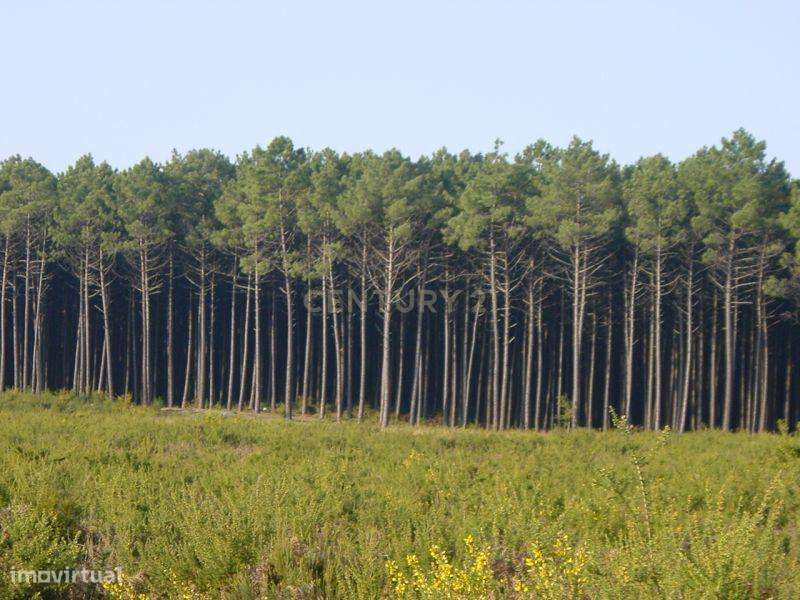 Terreno de Pinhal | Negociável - Grande imagem: 4/6