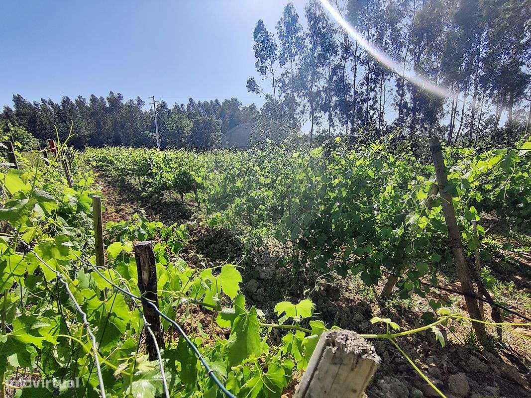 Quinta  para venda-4