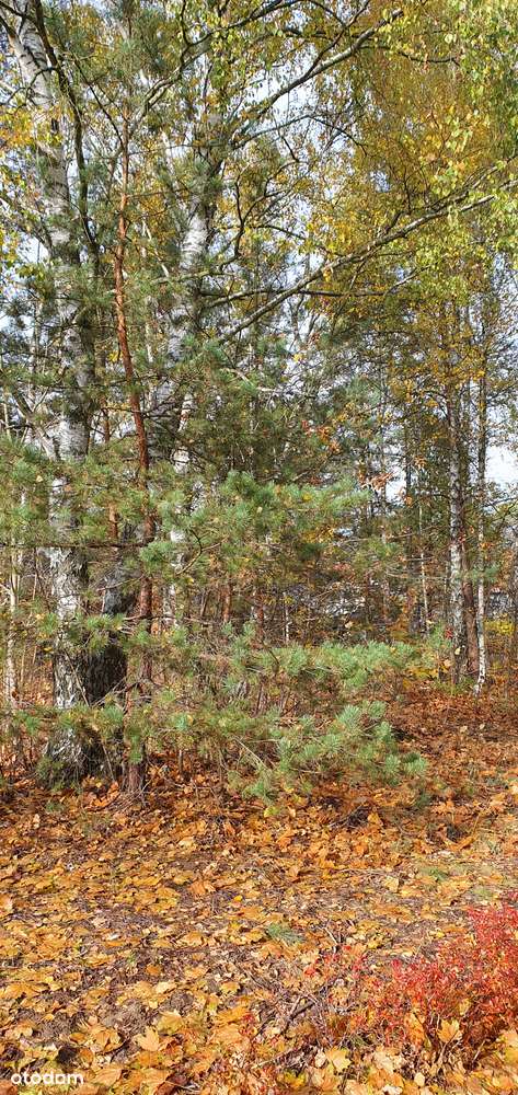 Działka narożna w spokojnej okolicy. Blisko szkoły, przedszkola i lasu - Pełny obrazek: 4/9