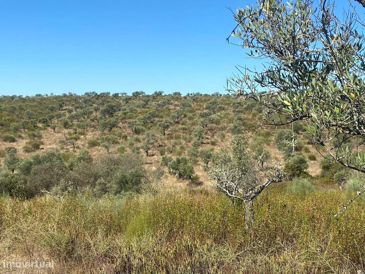 Olival tradicional Escalos de Baixo - Grande imagem: 5/11