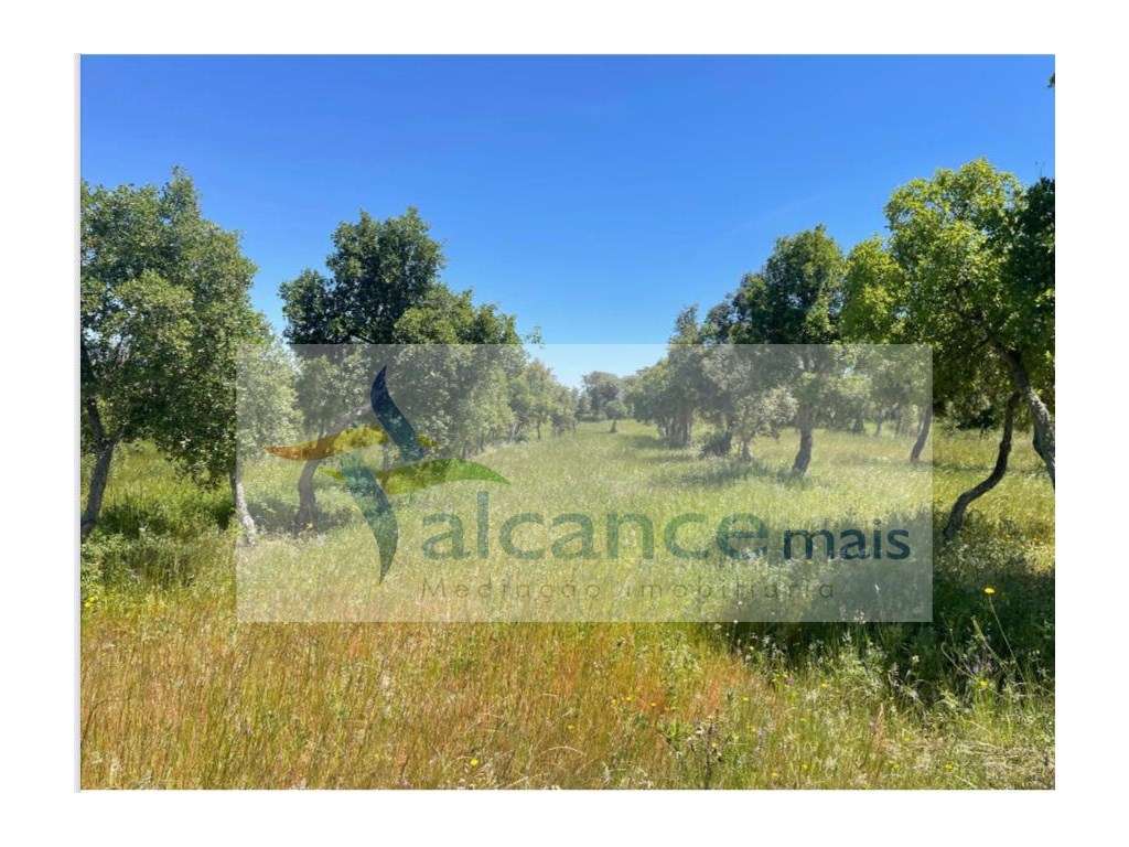 Herdade com 154 hectares em Reguengos de Monsaraz I FORTE POTENCIAL... - Grande imagem: 3/5