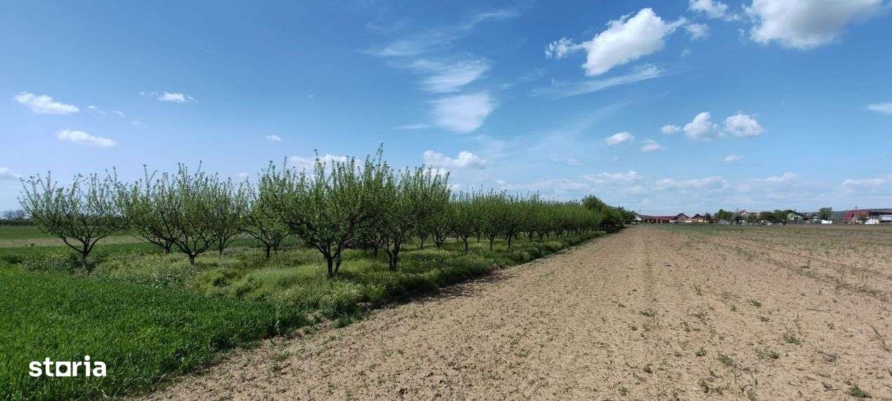 Casa si teren generos – sat Ciuhoi, comuna Saniob, judetul Bihor-8