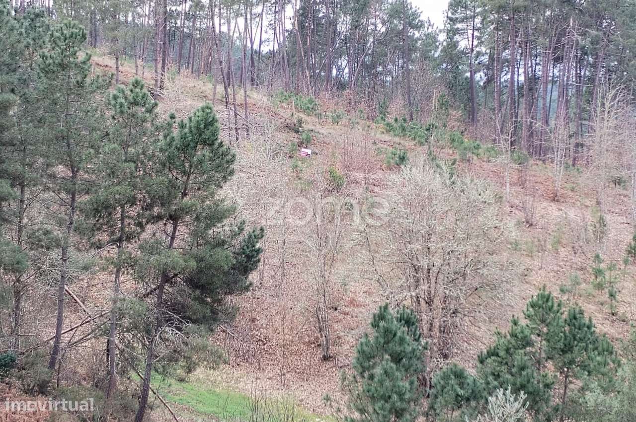 Terreno agricola e florestal.-6