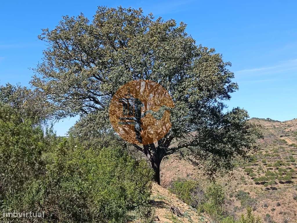 TERRENO COM 43.560 M2 - COM POSSIBILIDADE DE CONTRUIR UM ARMAZÉM - ... - Grande imagem: 3/24