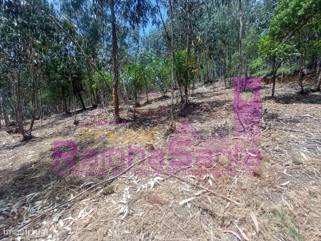 Terreno rústico com uma área de 3850m2 - Antanhol - Grande imagem: 5/7