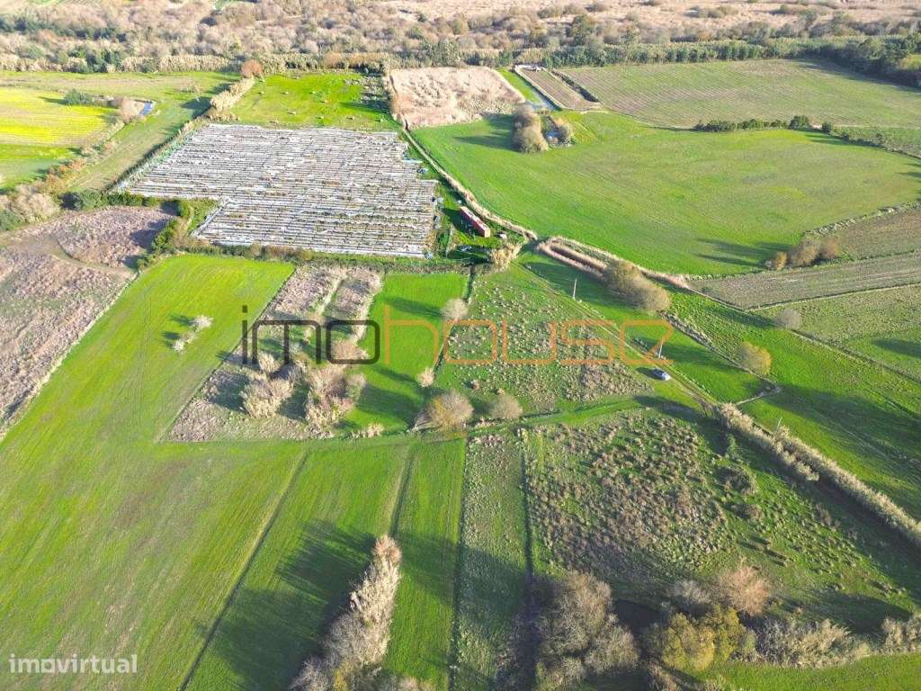 Quinta de 3,24ha - A 5min. Montemor-o-Velho-2
