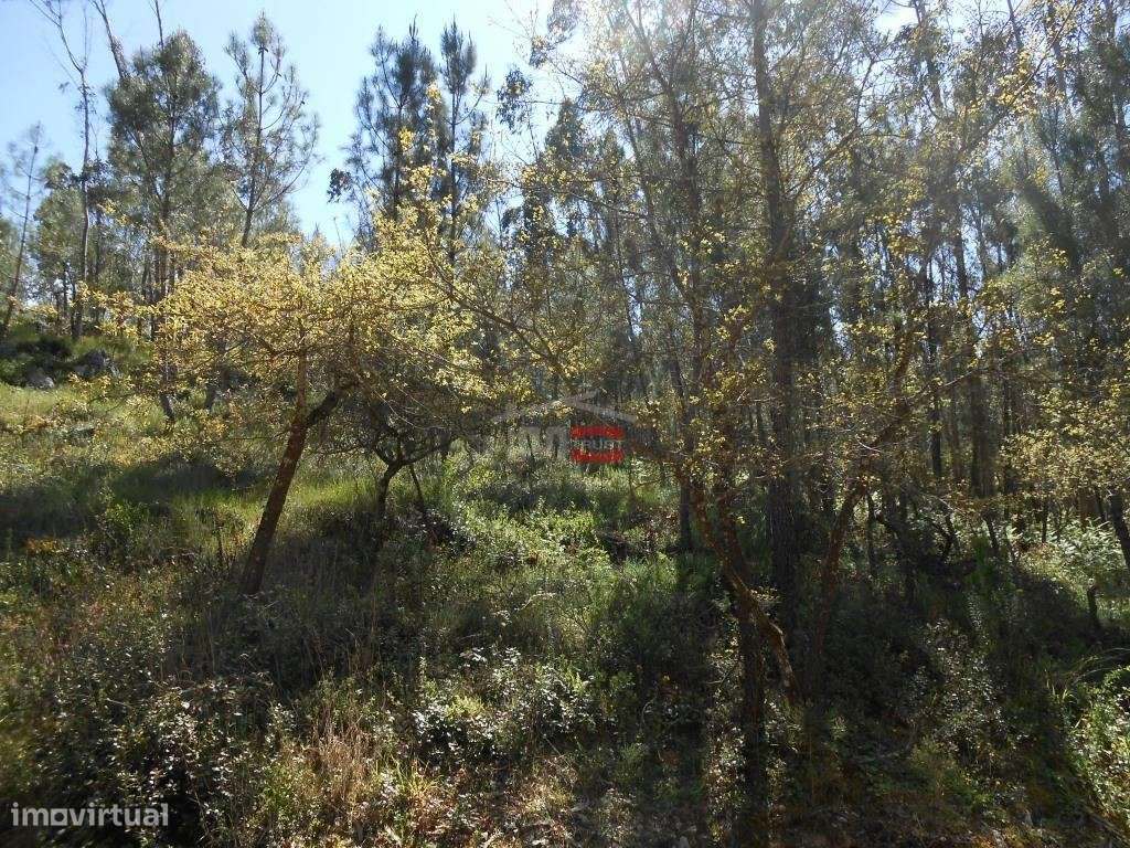 Terreno Rústico com madeira - Grande imagem: 2/19