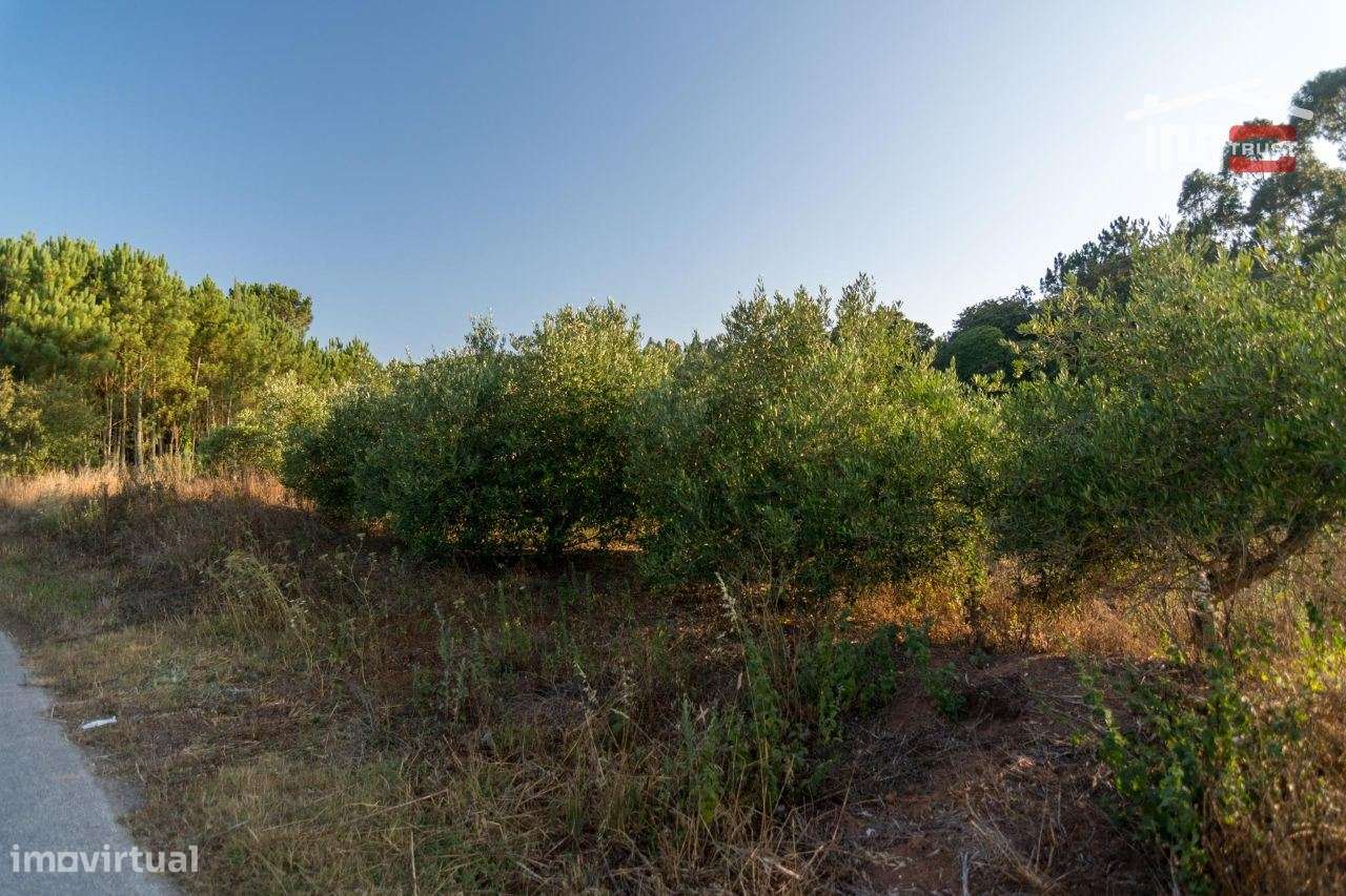 TERRENO RUSTICO COM AREA DE 680 COM OLIVAL EM BOUCEIROS PORTO DE MO... - Grande imagem: 3/4
