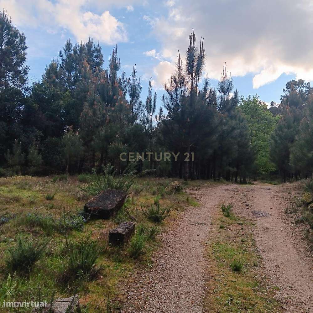 Pinhal à venda em ranhados, Viseu - Grande imagem: 3/6
