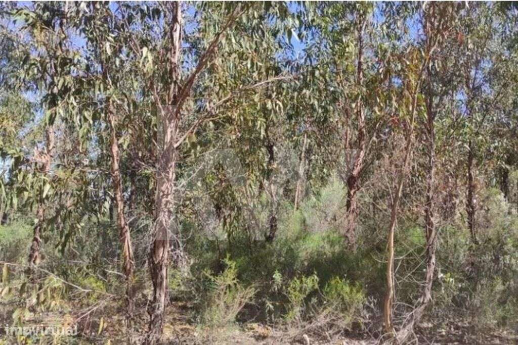 Terreno Rústico na localidade de Engarela, Penamacor, com 8.750m2. - Grande imagem: 4/12