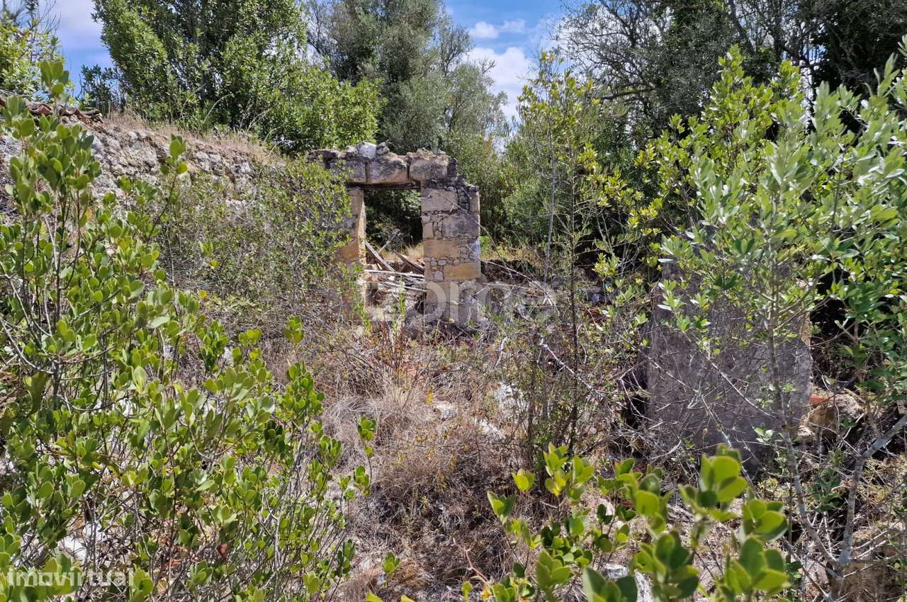 Terreno Rústico 11.878m2 vale da Talha Carvalhal Santarém - Grande imagem: 3/25