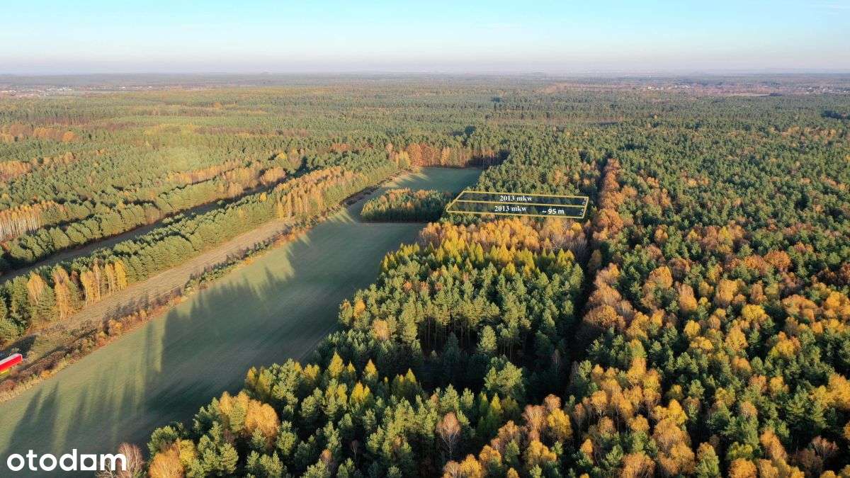 Działka budowlana w lesie - Pełny obrazek: 5/9